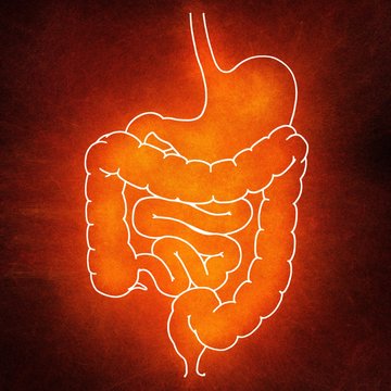 Human intestine, illustration