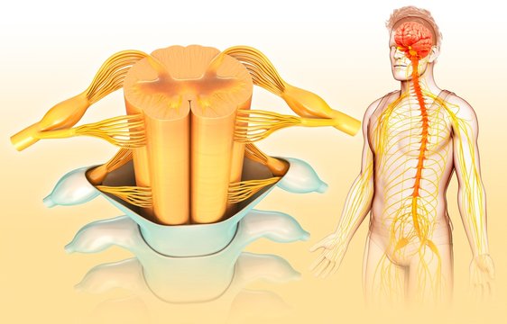 Human spinal cord, illustration