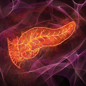 Human pancreas, illustration