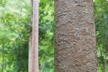 Fototapeta premium trunk of a tree