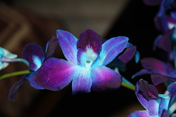 Purple Blue Orchid on black backgroud