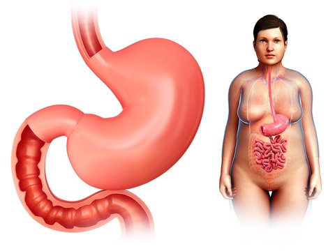 Human stomach, illustration