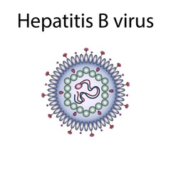 Hepatitis B virus. Liver inflammation. Medical anatomy illustration.