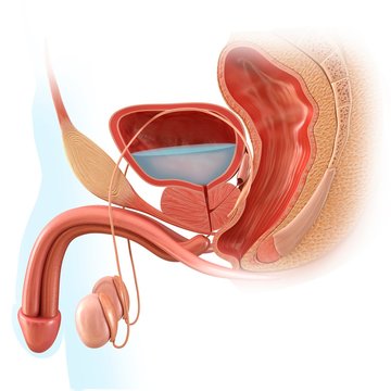 Male reproductive system, illustration