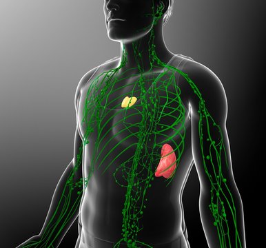 Human lymphatic system, illustration