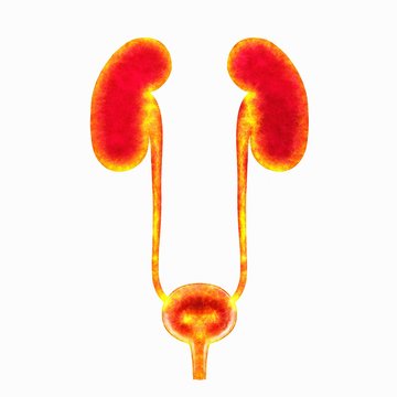 Human urinary system, illustration