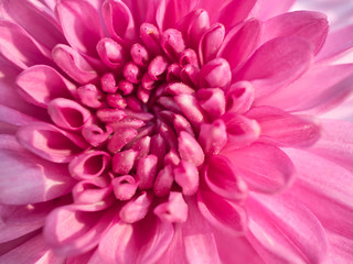 a beautiful close up pink dahlia