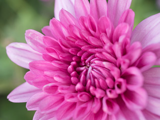 a beautiful close up pink dahlia