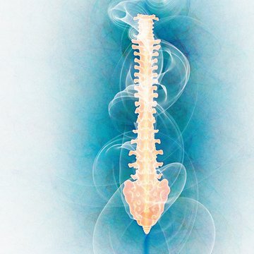 Human spinal vertebrae, illustration