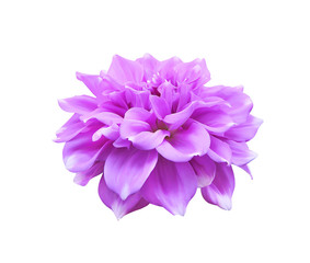Purple dahlia flowers petal patterns blooming isolated on white  background and clipping path
