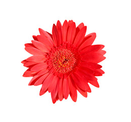 Beautiful red gerbera or barberton daisy flower blooming top view isolated on white background and clipping path
