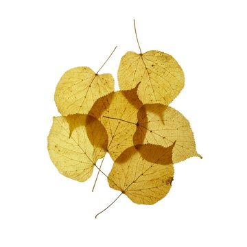 Lime tree leaves