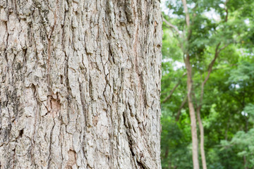 Obraz premium bark of a tree