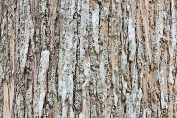 Old tree bark very detailed texture background