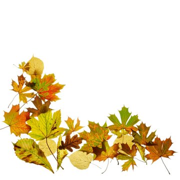 Autumn leaves