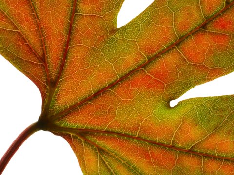 Autumn leaf
