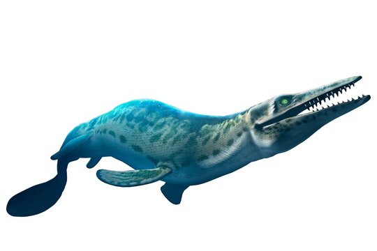 Artwork of a mosasaur