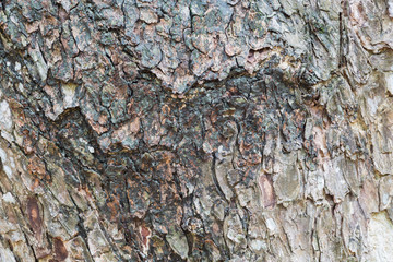 Old tree bark very detailed texture background