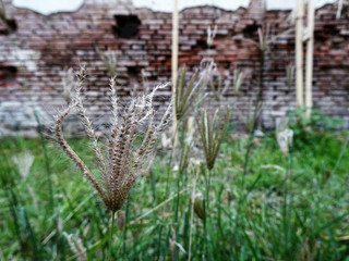 Close-up look Chloris Gayana with red brick wall in the background