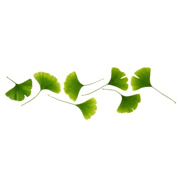 Maidenhair leaves