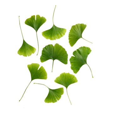 Maidenhair leaves
