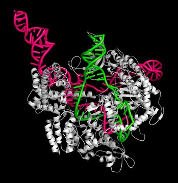 CRISPR-CAS9 gene editing, illustration