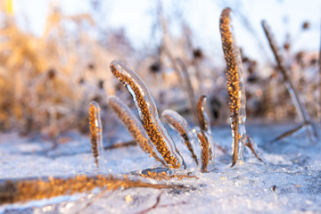 Trees and plants were covered with ice after an icy rain