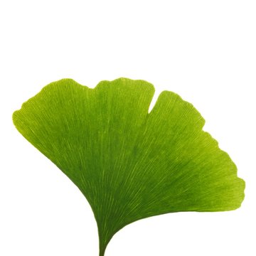 Maidenhair leaf