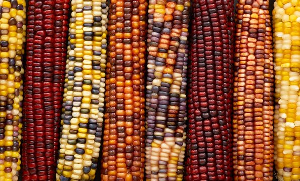 Flint corn