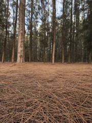 a beautiful pine tree in Asia