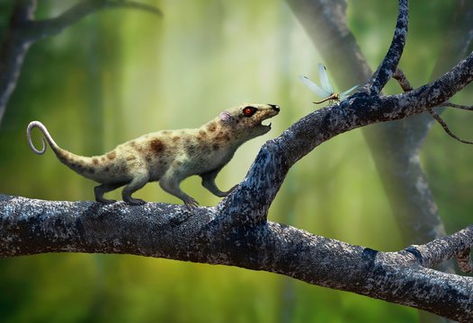 Artwork of Early Mammal Ptilodus