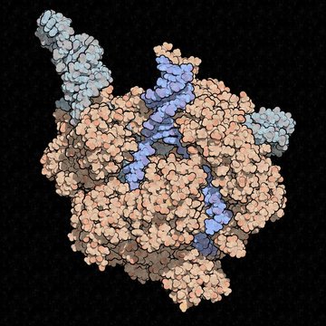 CRISPR-CAS9 gene editing, illustration