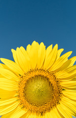 Naklejka premium a beautiful sunflowers in the blue sky