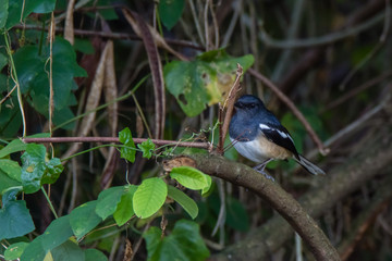 oriental magpie-robin. oriental magpie-robin is a small passerine bird occurring across most of the Indian subcontinent and parts of Southeast Asia