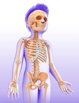 Child's skeletal system, illustration