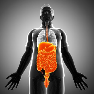 Male digestive system, illustration