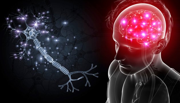 Brain and nerve cells, illustration