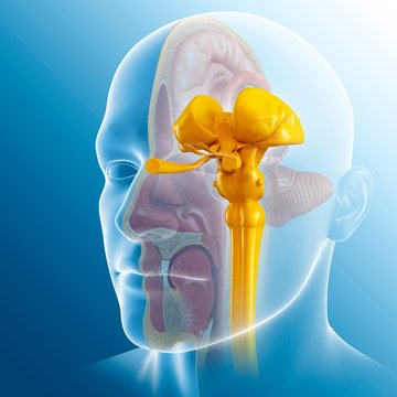 Human midbrain anatomy, illustration