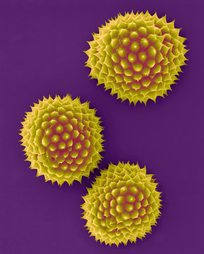 Ragweed pollen (Ambrosia psilostachya), SEM