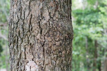 Obraz premium tree bark