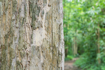 Teak trees in nature Thailand
