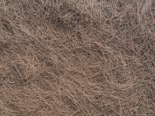 a beautiful texture pine leaves in nature