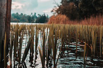 Lake