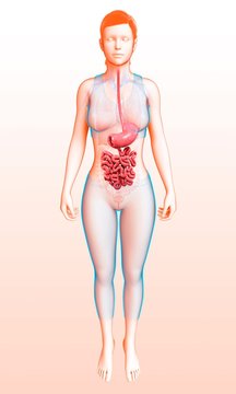 Female digestive system, illustration