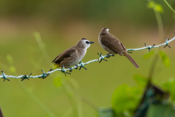 Yellow-vented Bulbul - Pycnonotus goiavier or eastern yellow-vented bulbul in nature