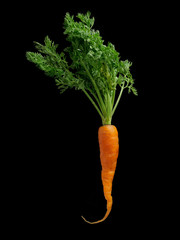 baby carrot nourish skin cells