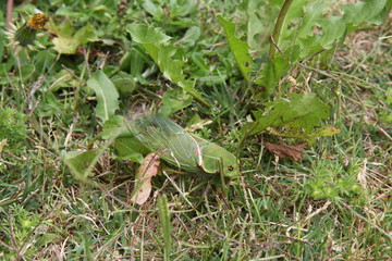 Green Cicada on grass