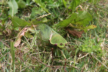 Green Cicada on grass