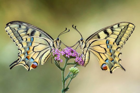 Two Swallowtail Butterflies On A Flower