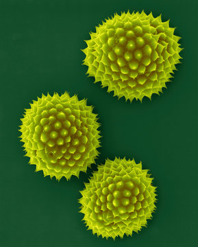 Ragweed Pollen (Ambrosia Psilostachya), SEM